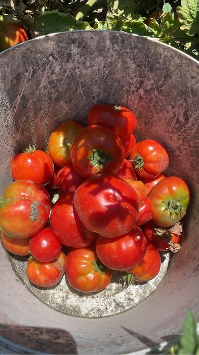 Бесплатно отдам овощи для животных