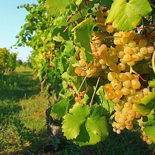 Гроздобер сезон 2025