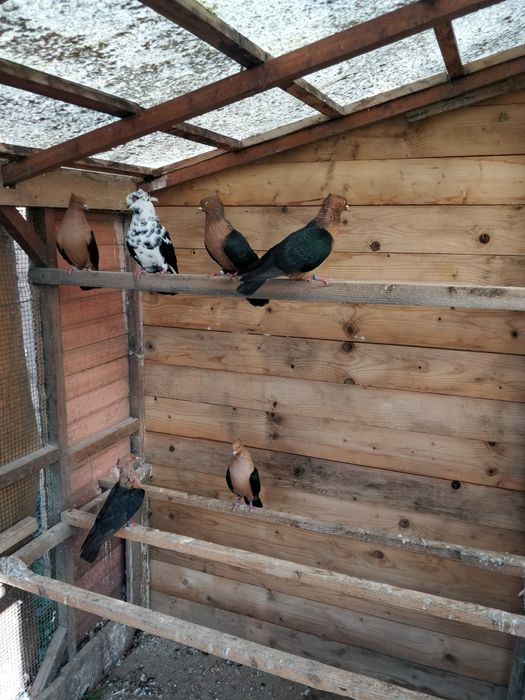 Vind porumbei arhangheli