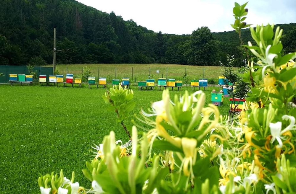 Apicultor Cluj vând miere de albine