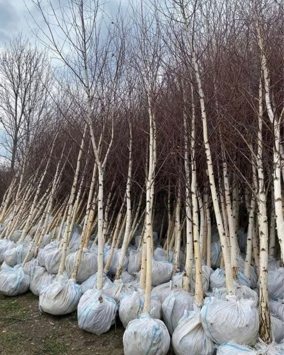 Mesteacan alb pentru dumneavoastra