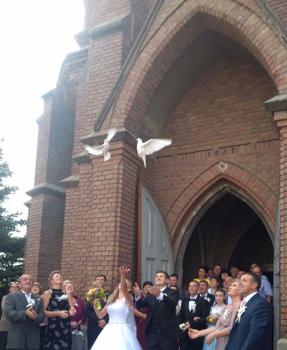 Porumbei Albi Nunta Arad