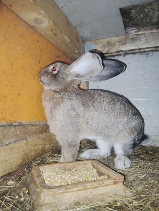 Vând iepuroi urecheați