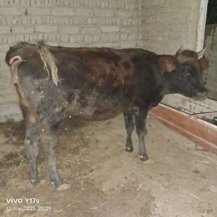 Bir qorin tuqqan boqilgan sigir