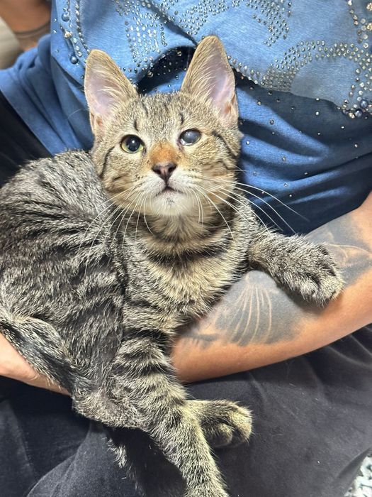 Pui de pisica spre adoptie