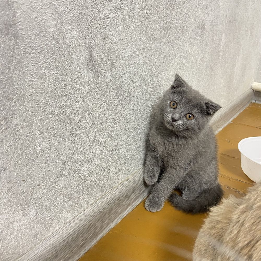 Котята от правильной вязки