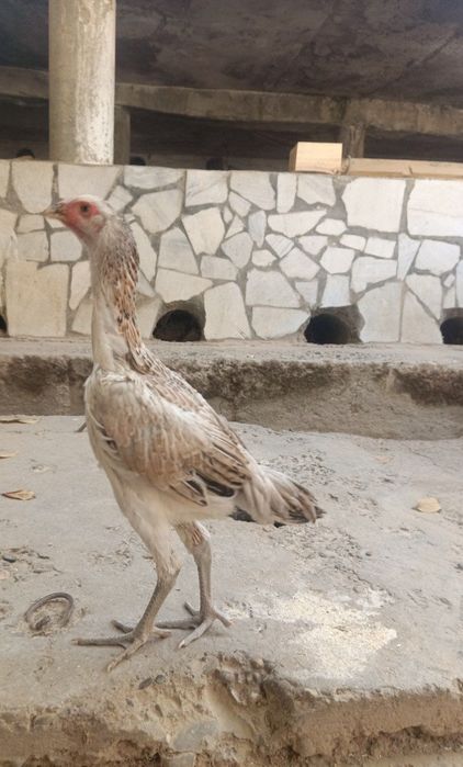 Kulangi tavuqcha sotiladi 3 oylik