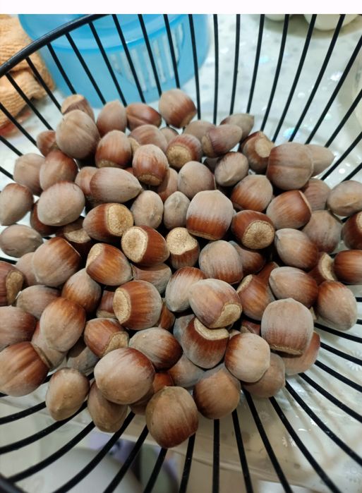 Саженцы  фундука