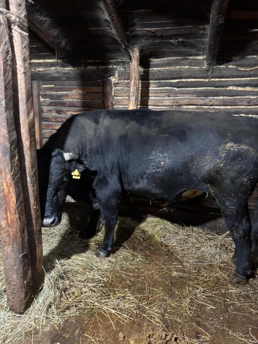 Продам быка ……..