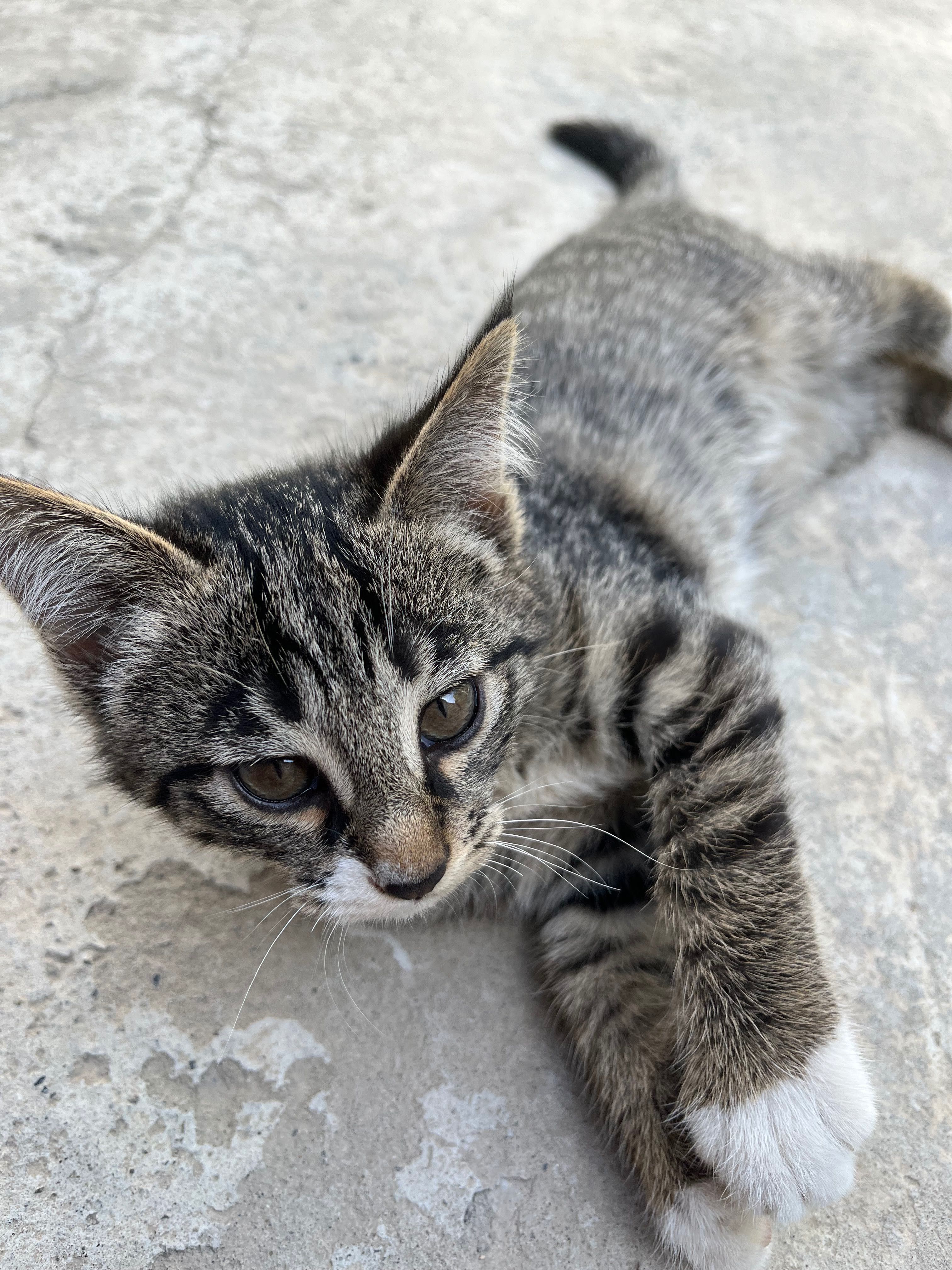 Котенок отдам-даром