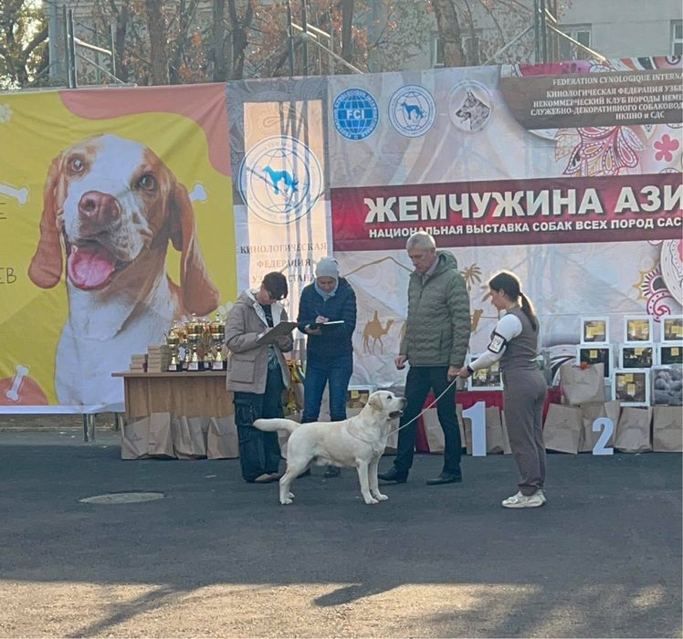 Готовятся к бронированию щенки лабрадора ретривера