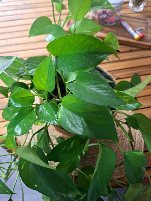 Planta naturala Phothos / Planta de interior