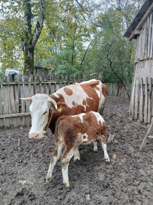 Vaca gestanta cu vitea