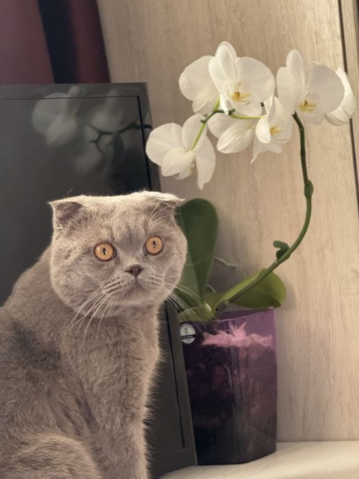Шотландский вислоухий кот на вязку