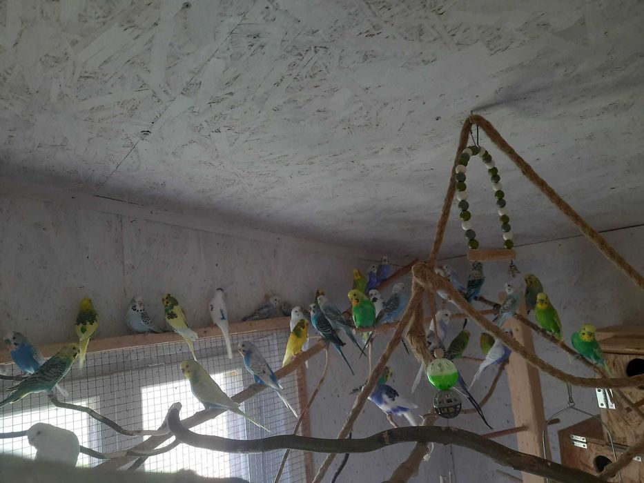 Papagali perusi din mini-voliera