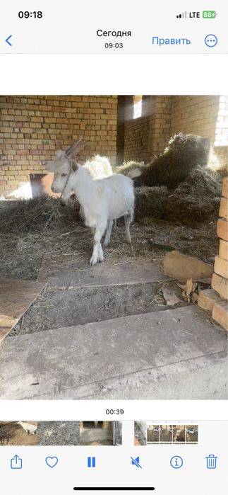 Козел 6 месячный заанен