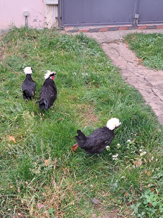 Gaini si cocos motat olandez