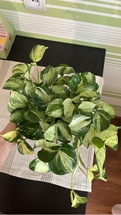 Продам эпипремнум хэппи лиф