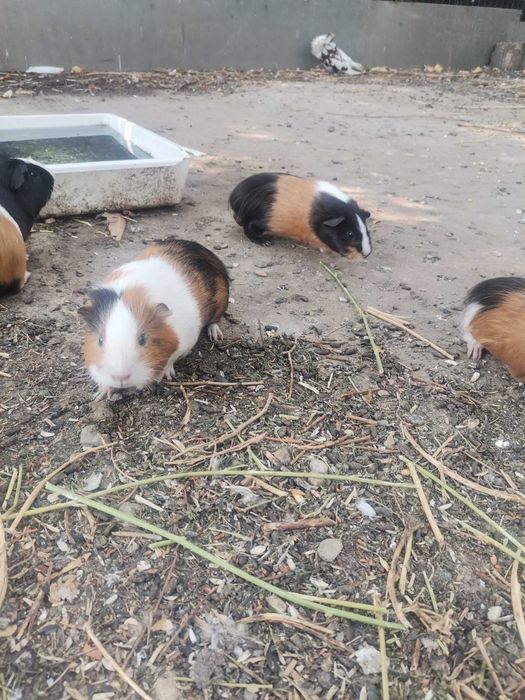 Porcușori de guinea