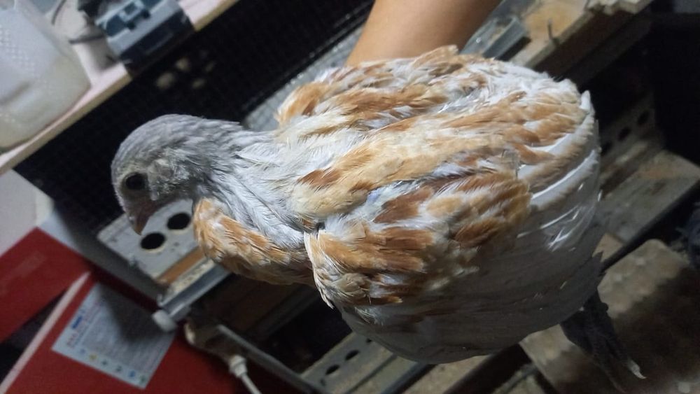 Амераукана балапандар