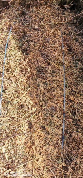 Vând baloti de lucerna