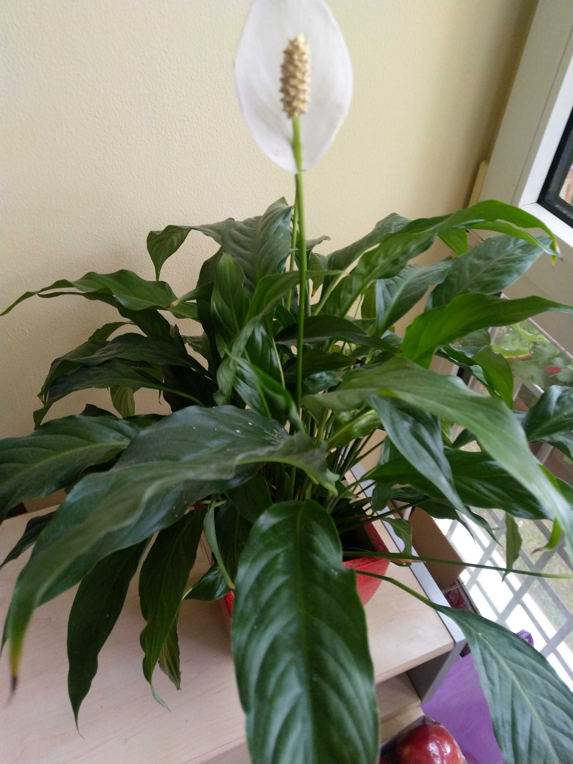 Vând Floare Spathiphyllum Wallisii, Crinul Păcii sau Floarea Lunii.