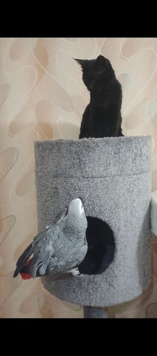 Жако попугай, 1.5 года