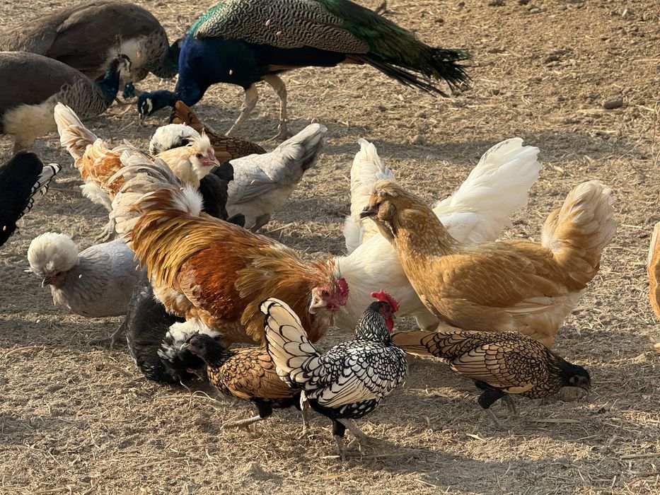 Zotdor tovuqlar va Tovuslar sotiladi