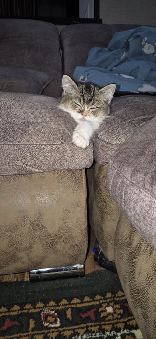 Кошка британка, продаётся