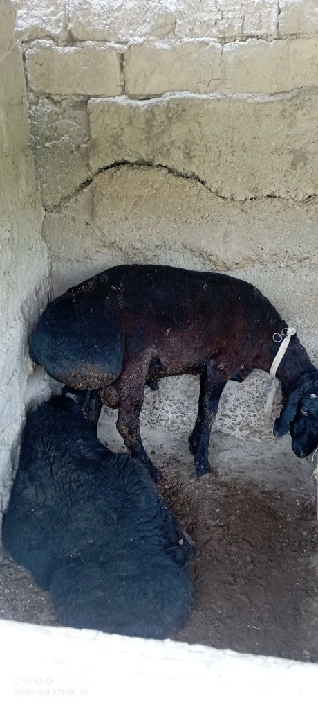 Куй кучкорлар сотилади нархи келишилган холда зотдор кучкорлар