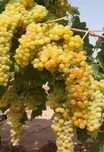 Struguri de vin, diverse soiuri