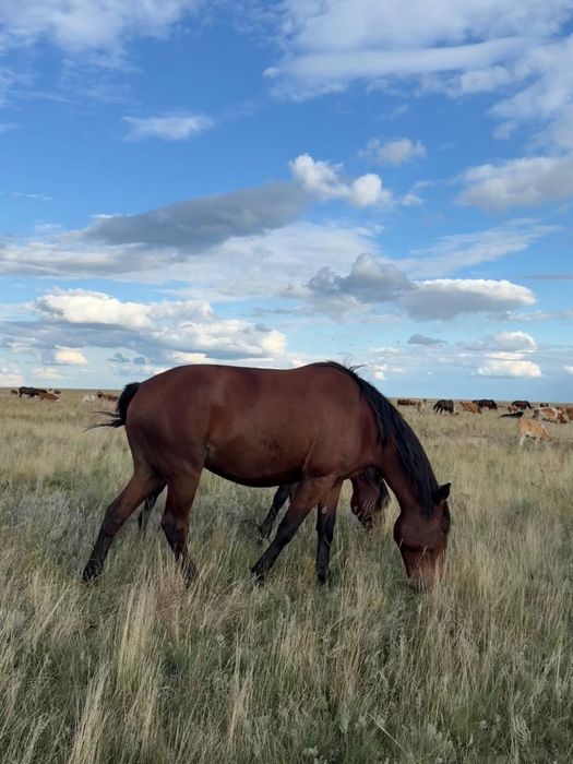 Прожам жирную кобылу