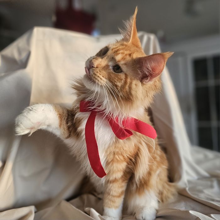 Pisoi superb, mascul – roșu tigrat cu alb, 5 luni