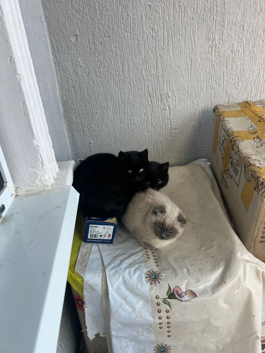 Котенок шотладской