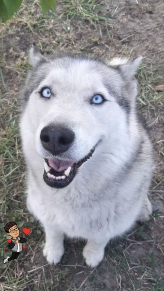 Femela Husky Siberian