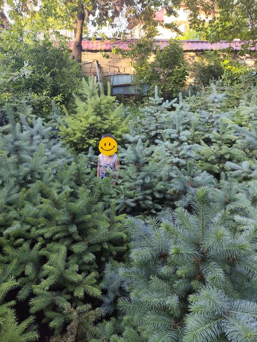 Голубой ель сотилади