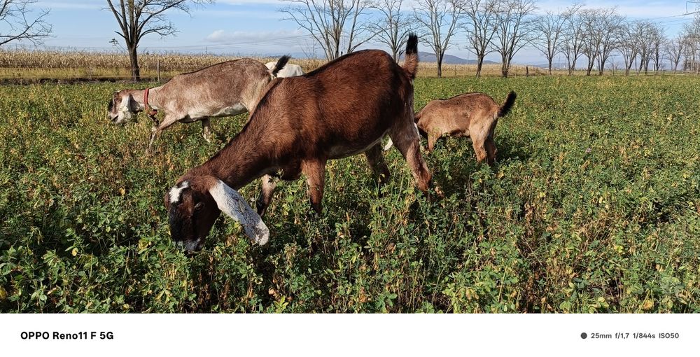 Vând capre anglonubian