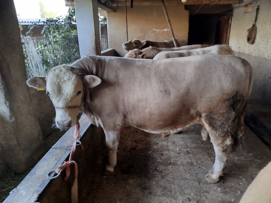 Ассаламу алейкум букалар сотилади Порода Авликол ,Сементал