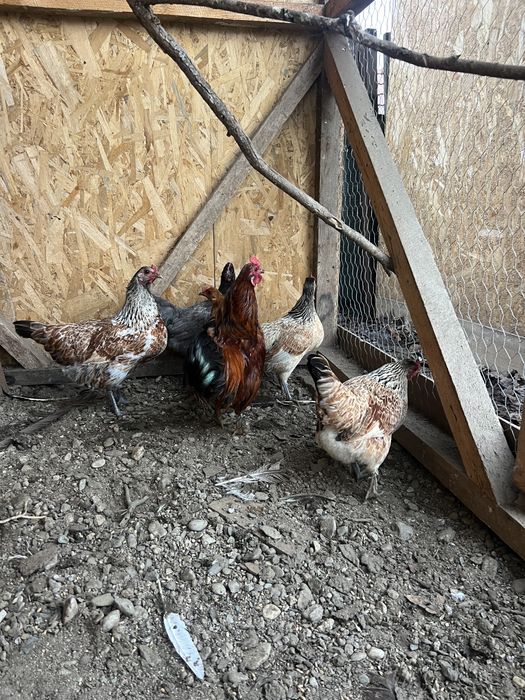 De vânzare găini pitice de anul acesta