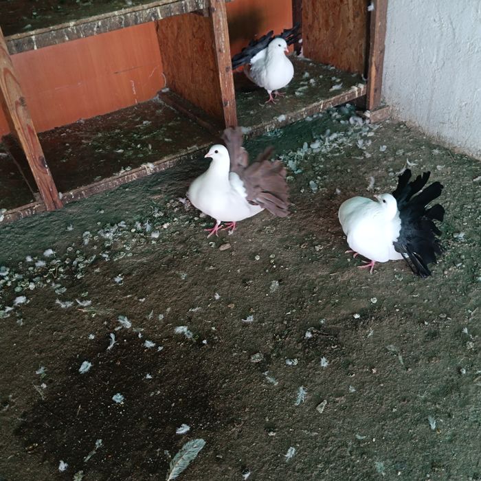 Vând voltați albi și albi cu coada neagră