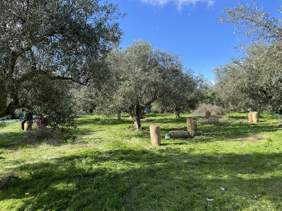 Ulei de masline extra virgin