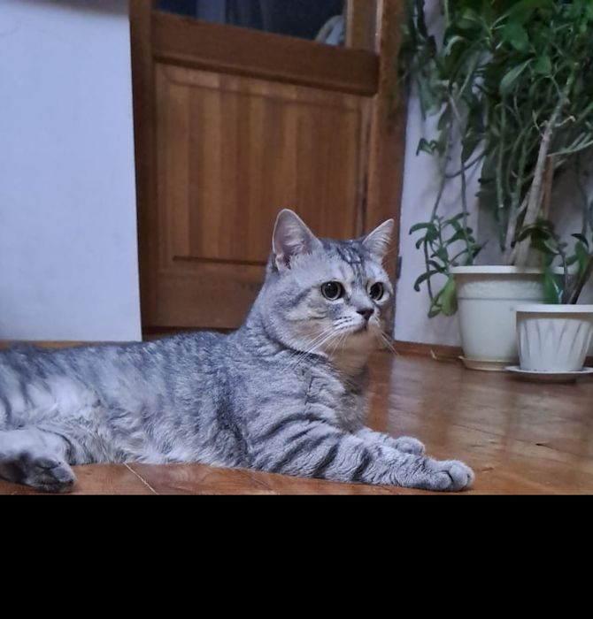 Одинокий кота отдам