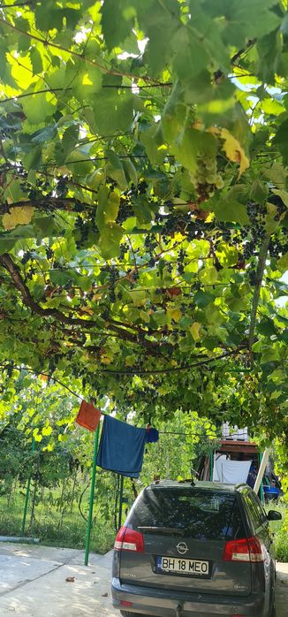 Vand struguri pentru vin