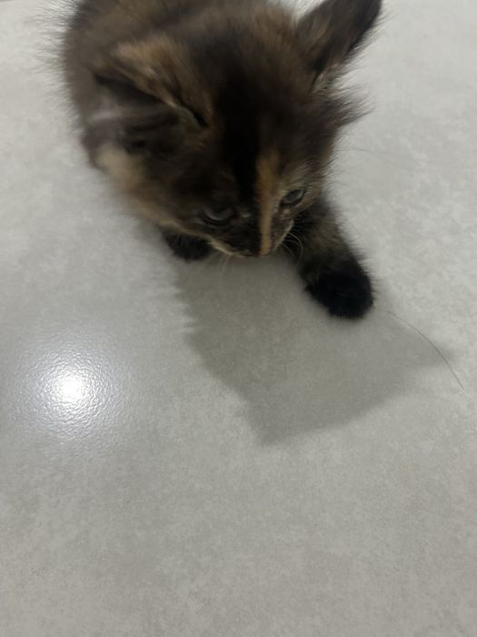 Срочно продаётся котёнок