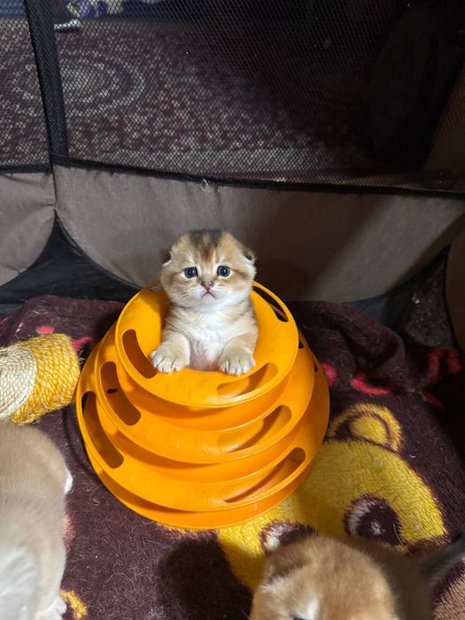 Золотой скотиш фолд мальчик