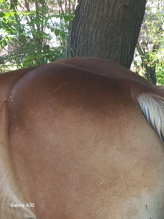 Vand sau schimb cu auto sau vitei armasar de 3 ani ,cai si iepe