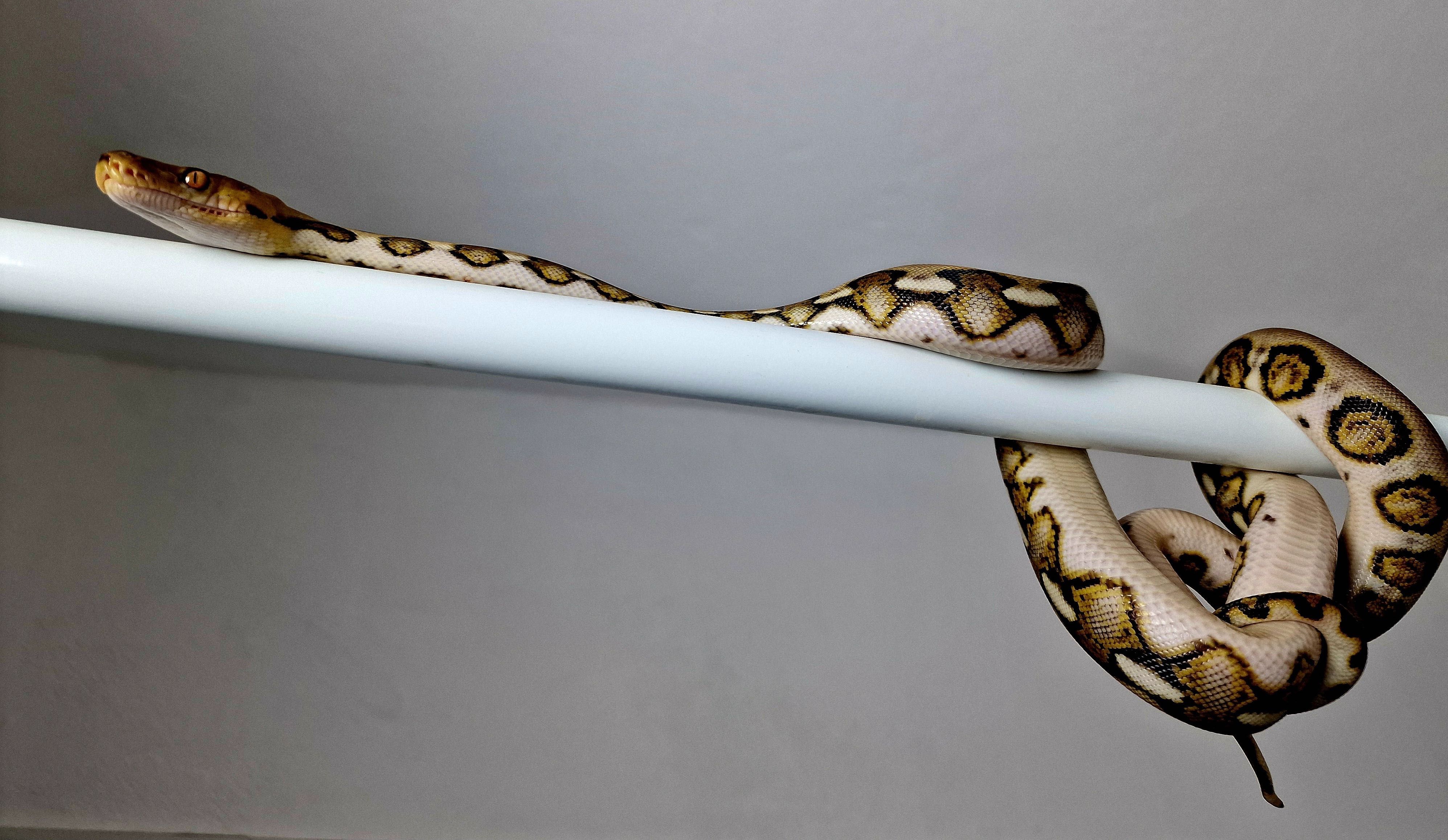 Vand piton reticulat