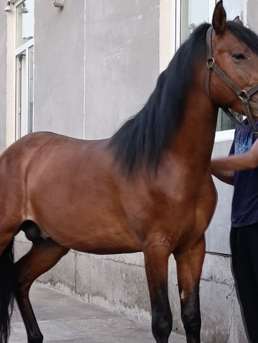 Сотамаааааааан тозззаааа корабайр зотдан