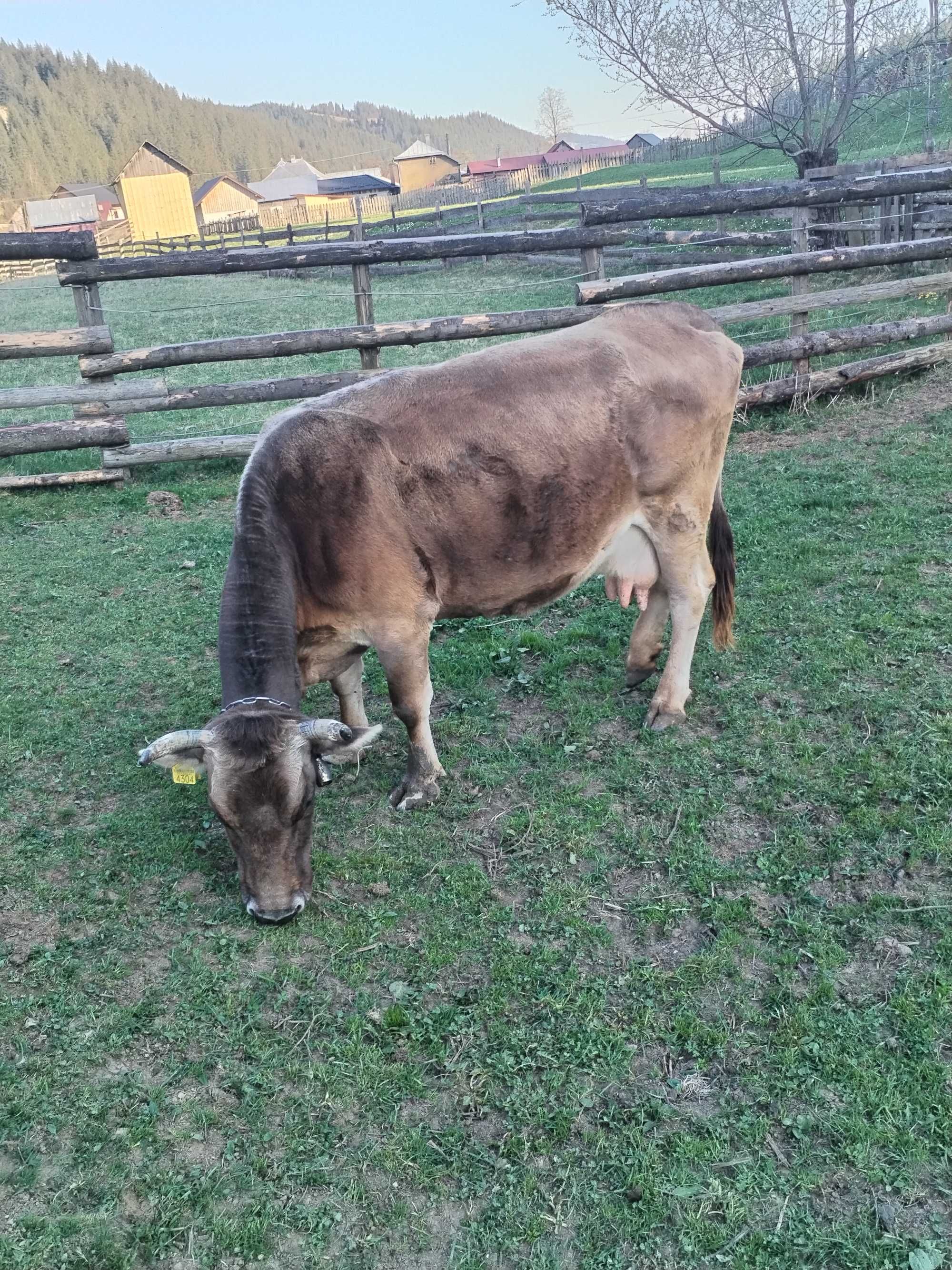 Brună de mararmures