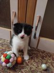 Мушуклар срочно сотилади